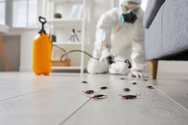 Commercial Rodent Management in Dania Beach